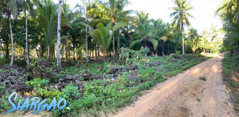 12,294 sqm Lot For Sale along the Road in Catangnan Generl Luna Siargao
