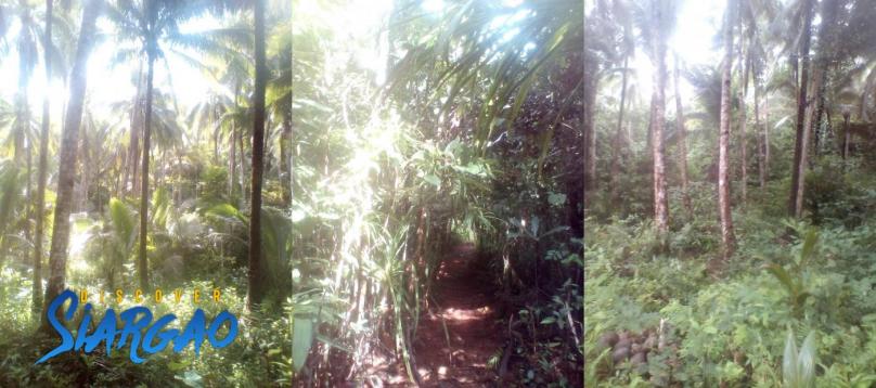 2 Hectare Lot For Sale in Magsaysay General Luna Siargao Island