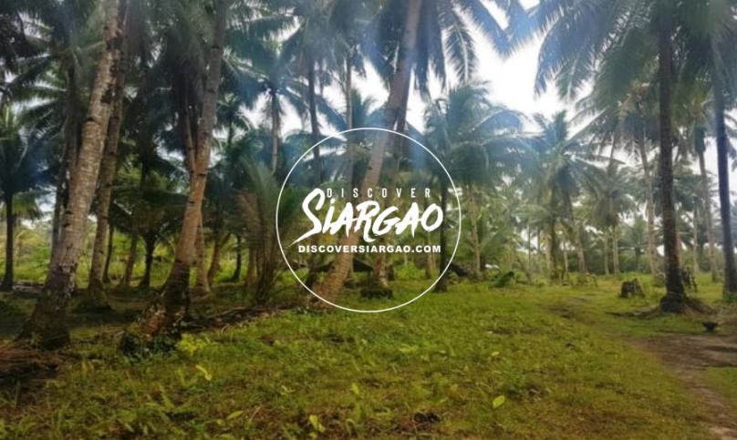 1.7 hectare Vacant Lot For Sale in Malinao General Luna Siargao
